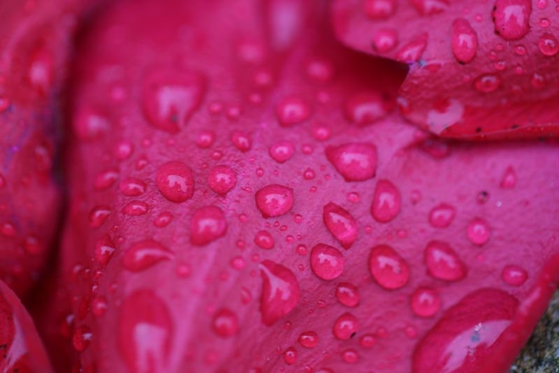 其余的雨滴粘在花和树叶上-呈半圆形-像一个透明的球-反射周围的图像