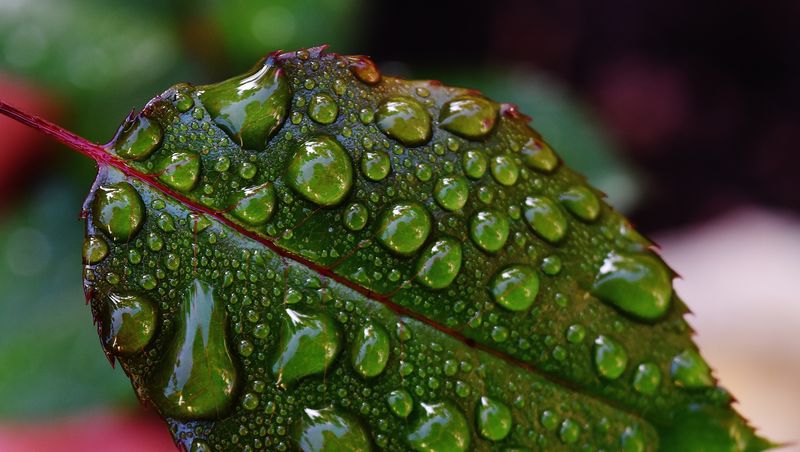 雨后叶子上有水滴-新鲜的绿叶上有露珠-雨后水滴落在新鲜的叶子上-绿叶上的晨露