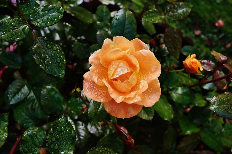 在初秋绽放的迷人、浪漫、美丽、略带橙色的粉红和黄色玫瑰-在漫长炎热的夏季过后-为园林景观增添了芬芳的魅力