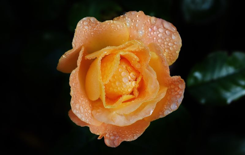 花园里的桔黄色玫瑰伴着雨滴
