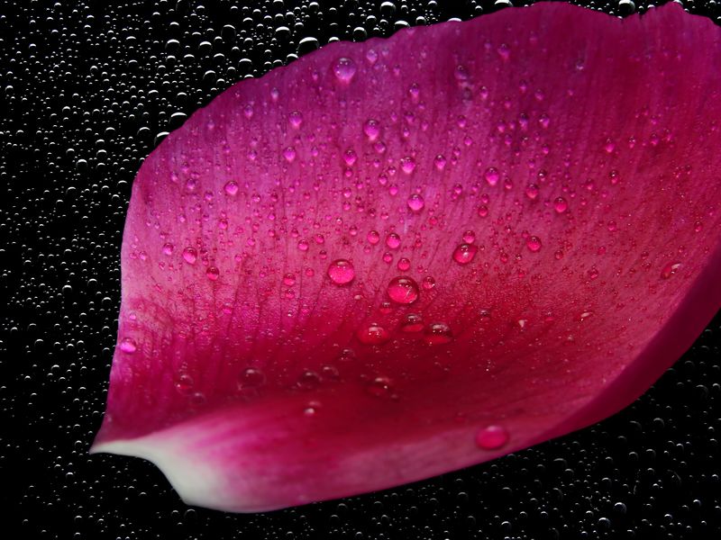 淡黑色背景下粉红花瓣上的晨露清爽项目：100个大花独立背景照片拍摄
