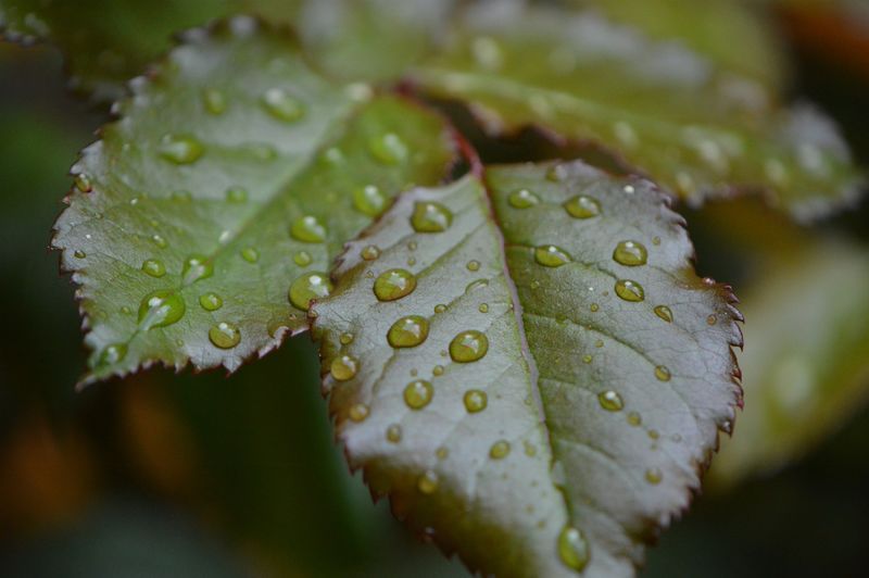 雨滴覆盖的绿叶-微距摄影