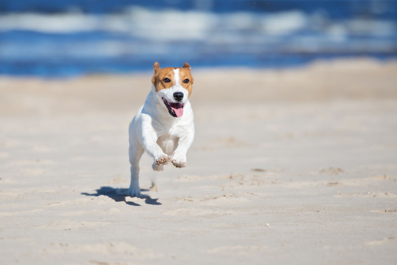 杰克拉塞尔梗狗在海滩上奔跑
