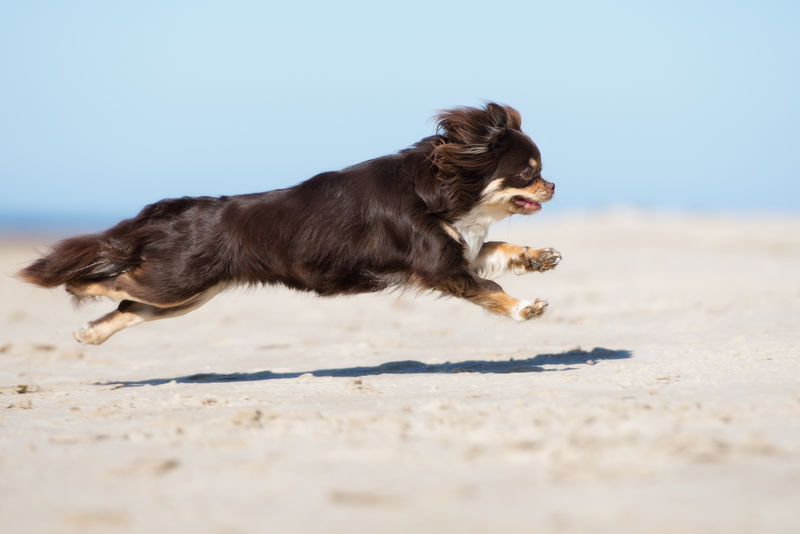 棕色吉娃娃狗在海滩上奔跑