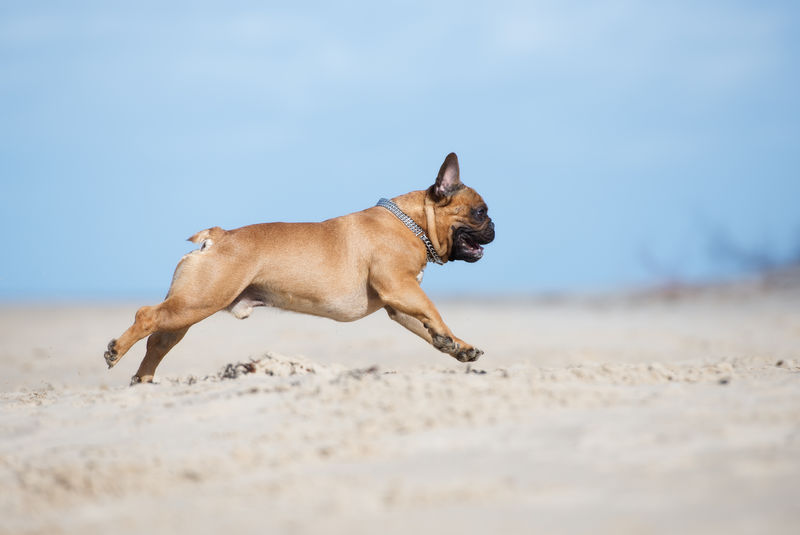 在海滩上奔跑的红色法国斗牛犬