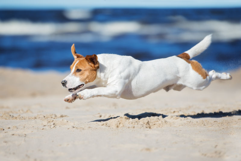 杰克拉塞尔梗狗在海滩上跳跃