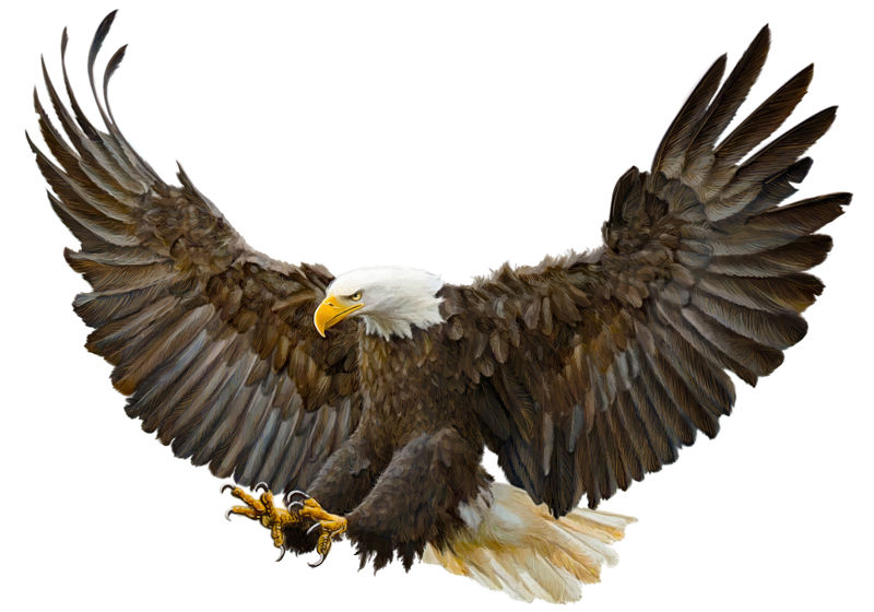 秃鹰俯冲着陆手绘白色背景矢量图。