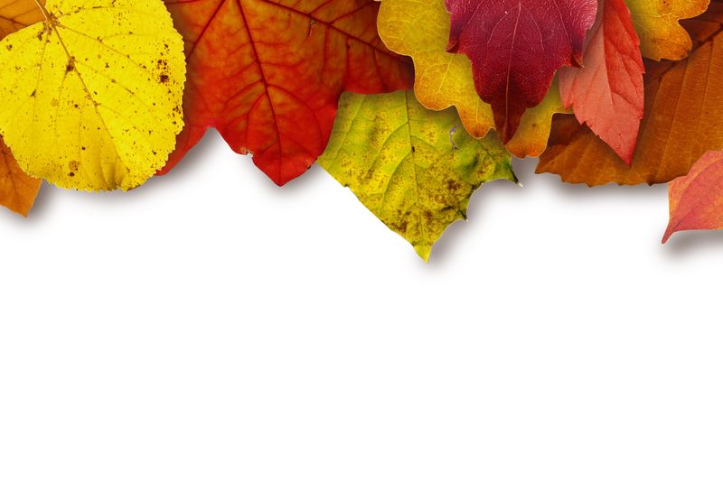 美丽的秋叶模板为您的照片-将此图像用作定义秋季氛围的模板：）