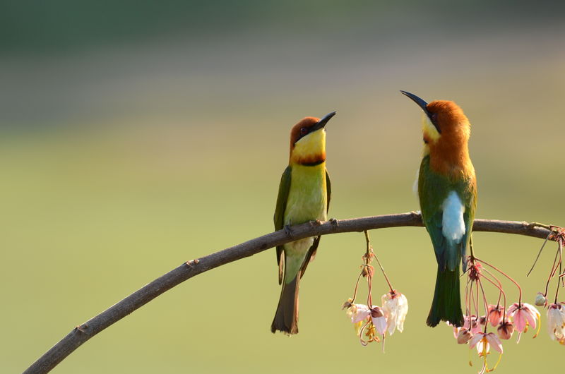 鸟栗子头蜂食-Khao-yai国家公园泰国
