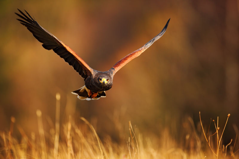 捕食飞鸟-哈里斯鹰-独角兽助手-在夜光中在草地上飞翔