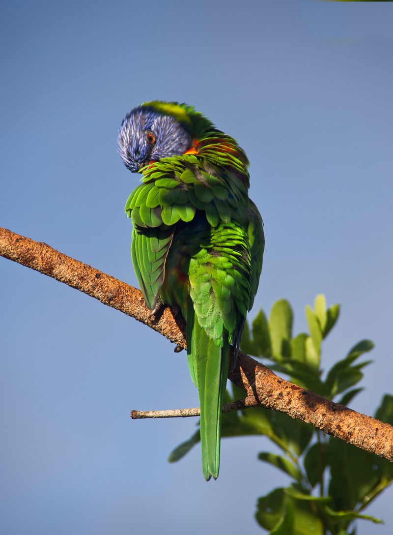 绿松石额鹦鹉、Pouso Alegre、EcoTourist Lodge、Pantanal、Mato Grosso、巴西、南美