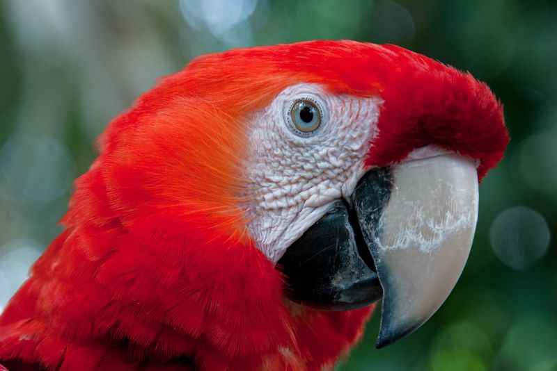 多米尼加共和国美丽的金刚鹦鹉