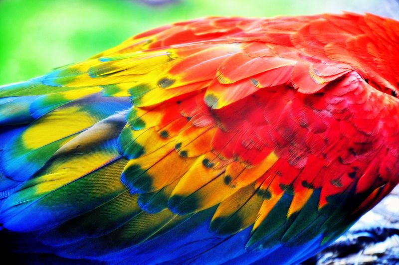 红色金刚鹦鹉鸟羽毛的美丽纹理-蓝色、绿色、黄色和鲜红色的阴影-令人着迷的自然背景图案