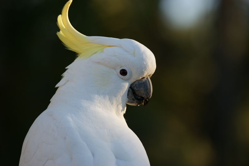 澳大利亚白凤头鹦鹉