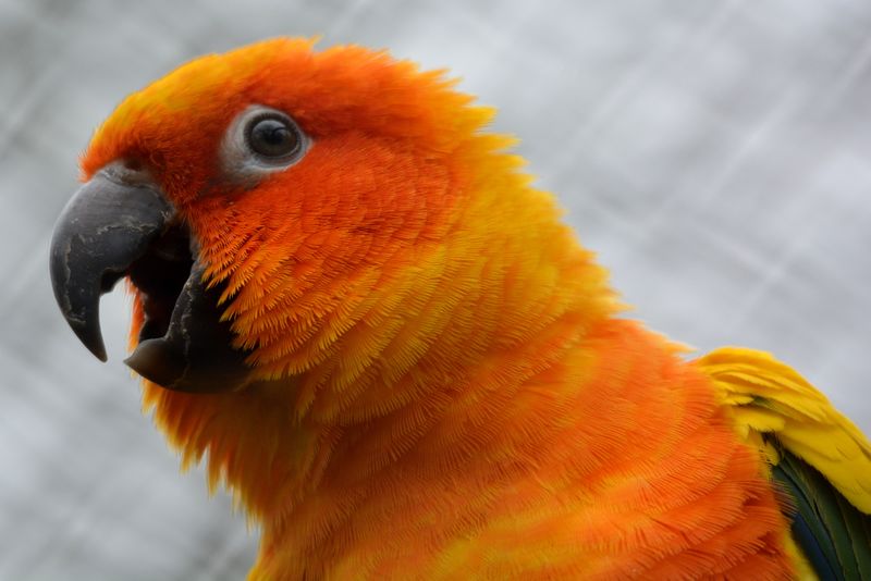 特写的太阳鹦鹉或太阳锥-美丽的黄色和橙色鹦鹉鸟与美丽的羽毛细节在松卡拉泰国