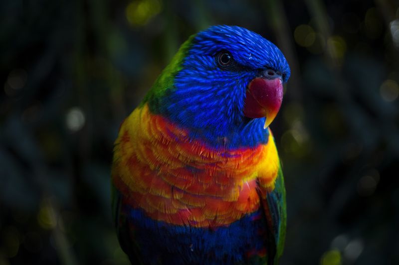 鸟的生命色彩丰富
