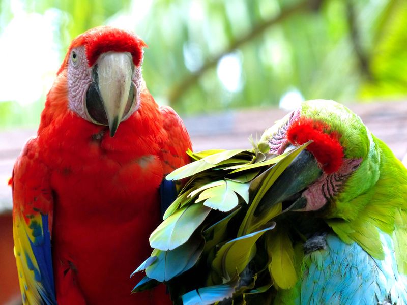 热带鸟类的户外照片