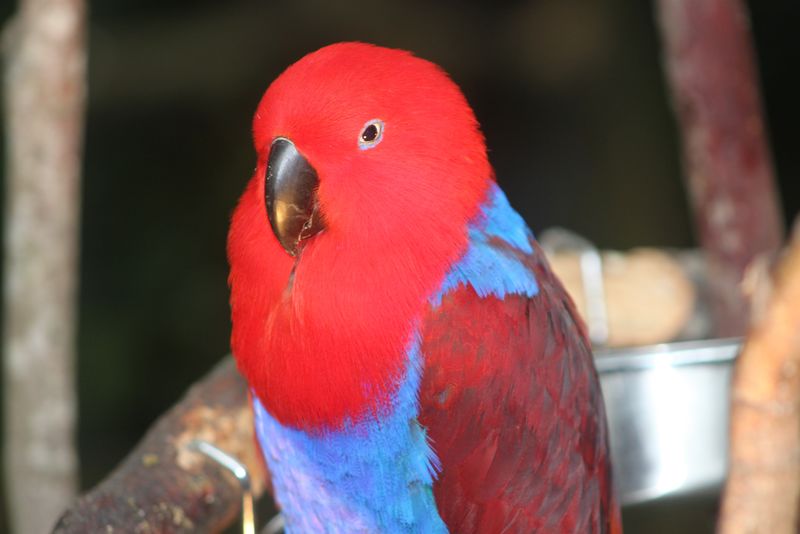红蓝热带异域鹦鹉