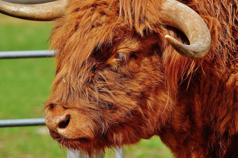 高地牛是一种苏格兰品种的牛-有长角和长波浪形的皮毛-颜色有黑色、带斑纹、红色、黄色或褐色