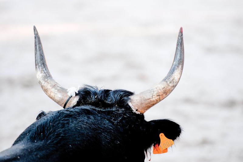 蒙古一只雄性牦牛的彩色肖像