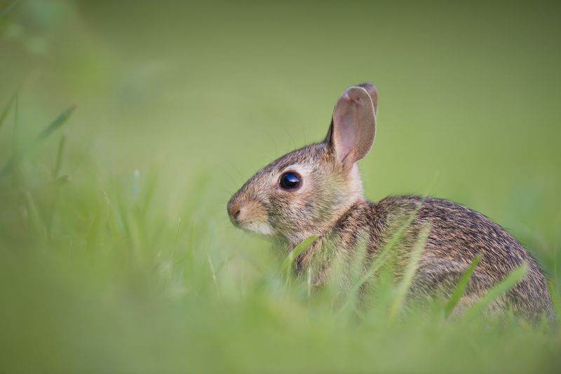 一只小兔子坐在绿草地上