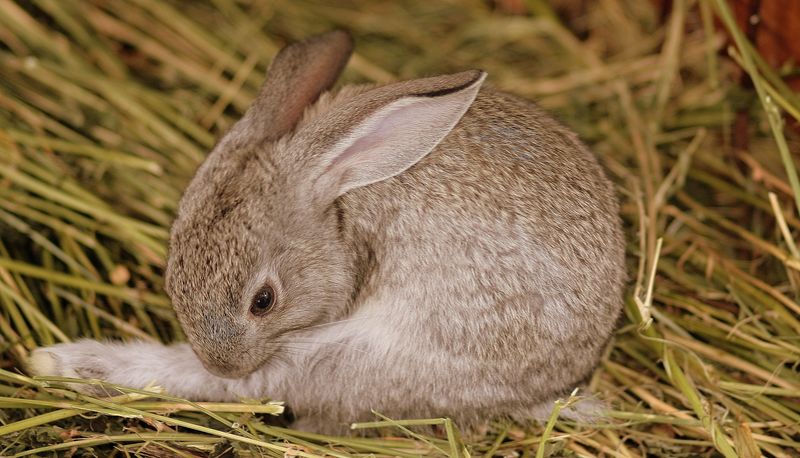 可爱的小棉尾兔
