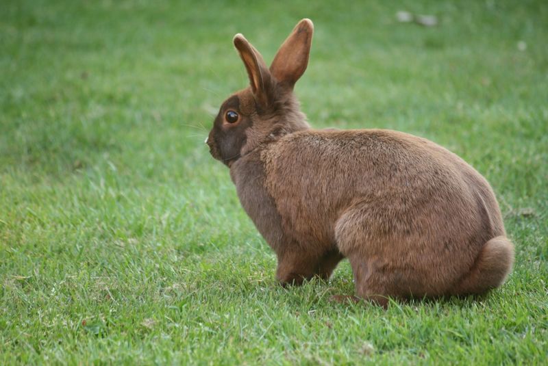 黄石国家公园绿草上的野兔杰克