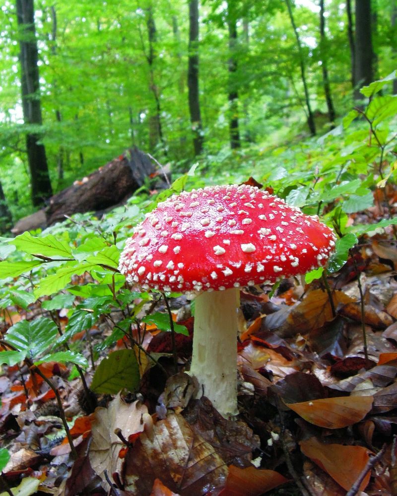辐射松人工林中的蝇蘑菇属、鹅膏菌属-有毒蘑菇
