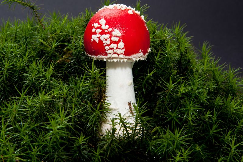 蝇蘑菇或蝇鹅膏菌（蝇鹅膏菌）现在主要以其致幻剂的特性而闻名-作为好运的象征出现在世界各地的圣诞卡和新年卡上