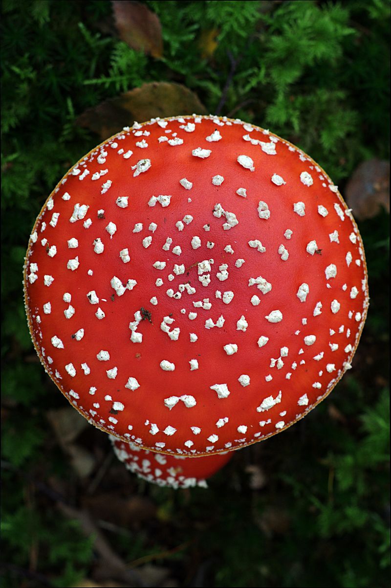 美丽的红色-苔藓上有白斑蘑菇