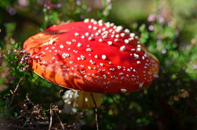 麝香鹅膏菌-林间红毒蝇蘑菇
