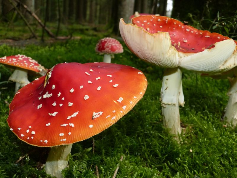 新西兰汉默斯普林斯的巨型蘑菇