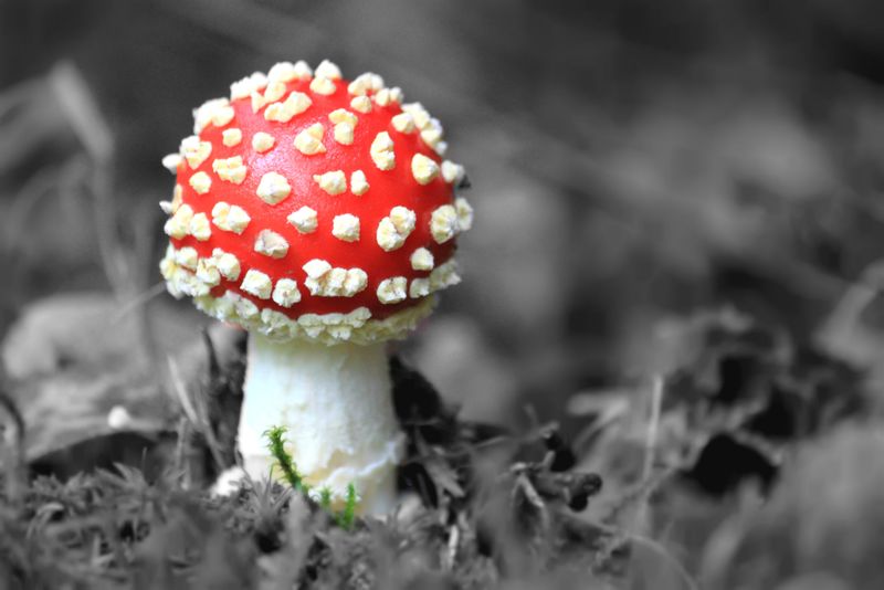 英国汉普郡森林真菌双粉琼脂红白色斑点