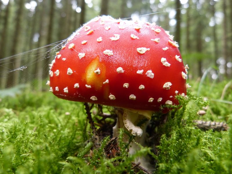 绿色苔藓上的两个红蘑菇