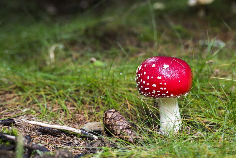 森林中一只飞行蘑菇的特写镜头