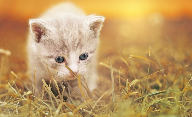 绿色草地上可爱的英国小猫
