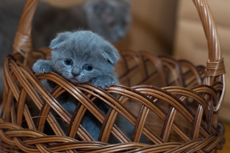 篮子里的猫