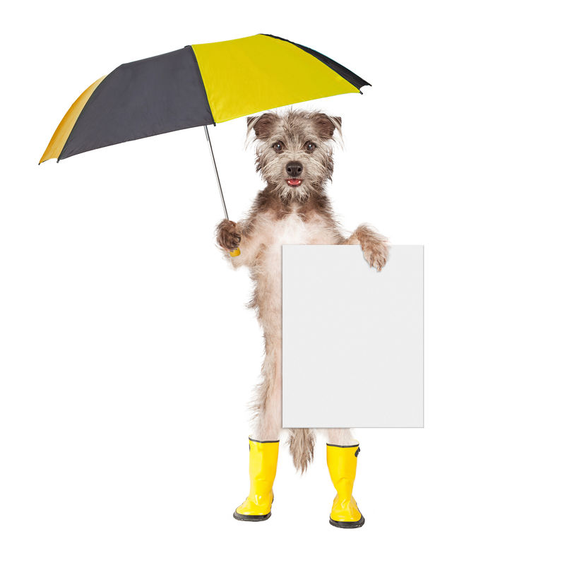 带雨伞和标志的狗