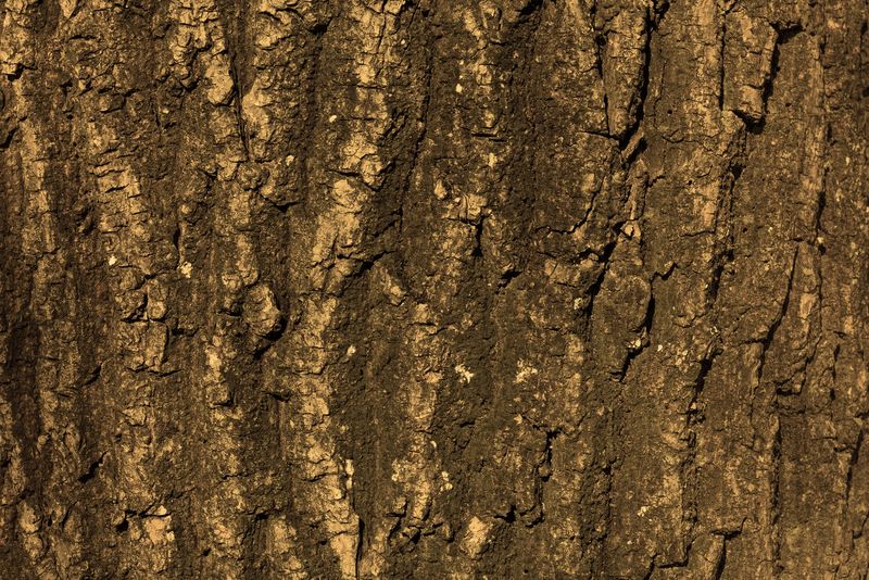 树皮木材作为自然背景的纹理