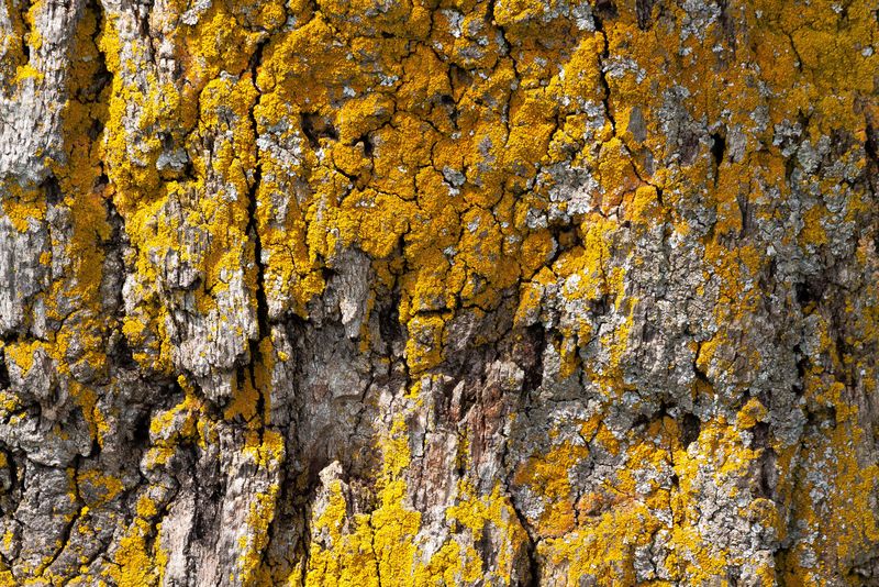 木质结构-黄苔树
