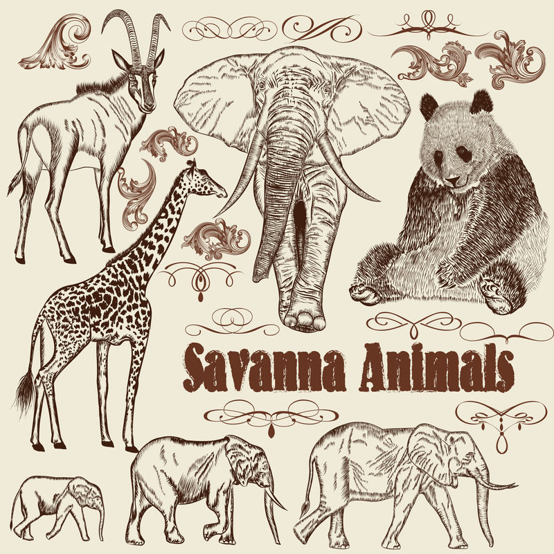 手绘非洲动物书法元素矢量集