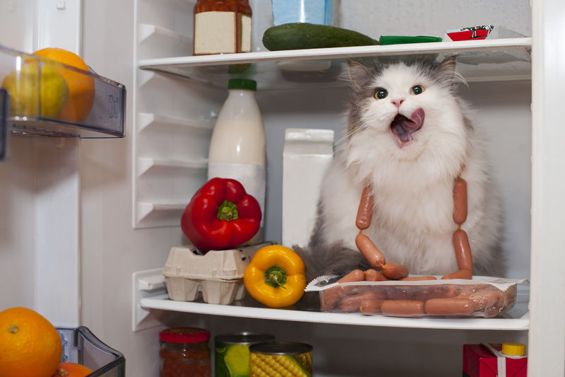 猫从冰箱里偷香肠
