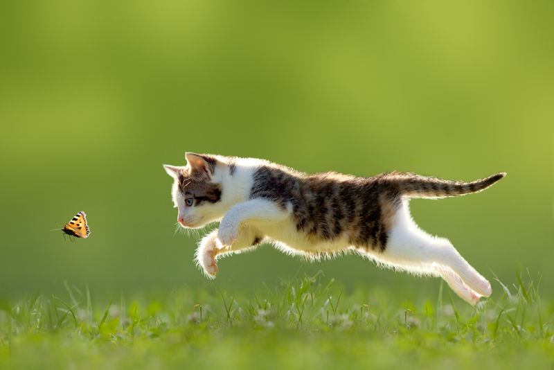 小猫在背光下跳过草地
