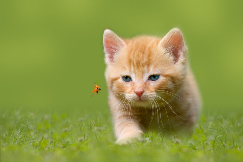 阳光下绿野中的小猫咪和瓢虫