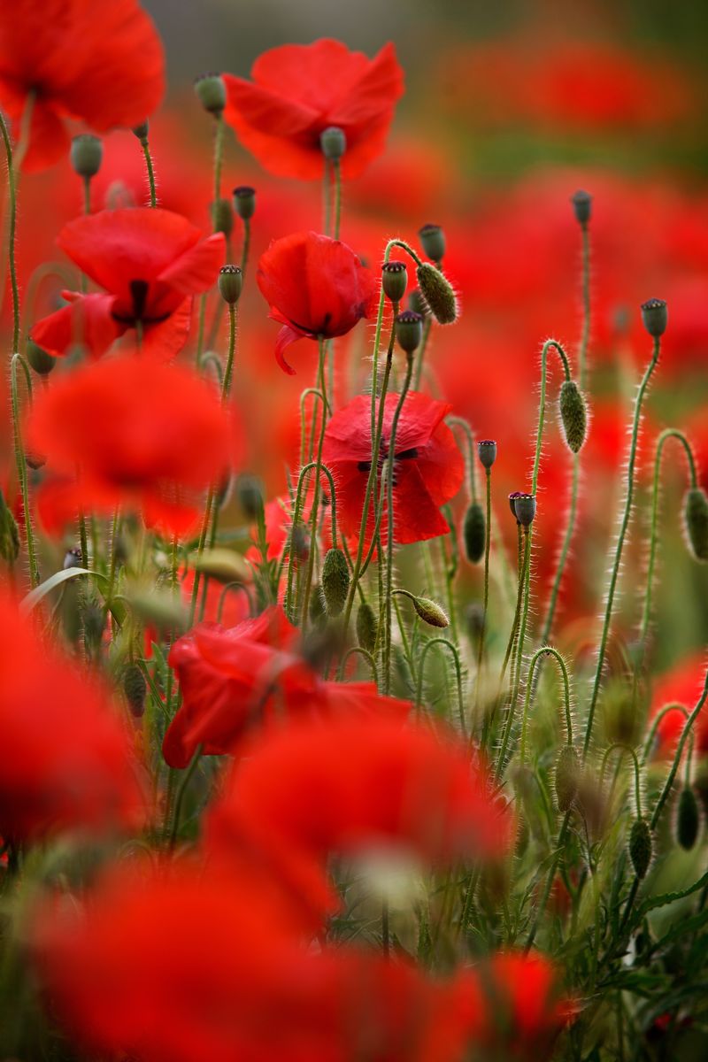 春天开着漂亮的红色罂粟花的草地