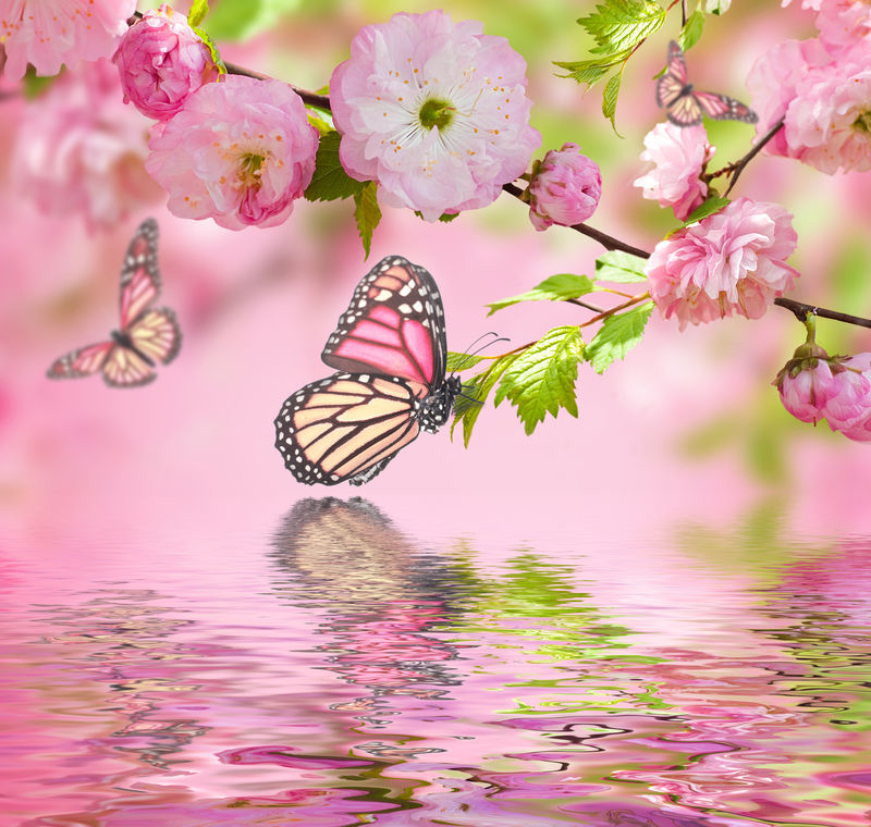 粉红的樱花和蝴蝶