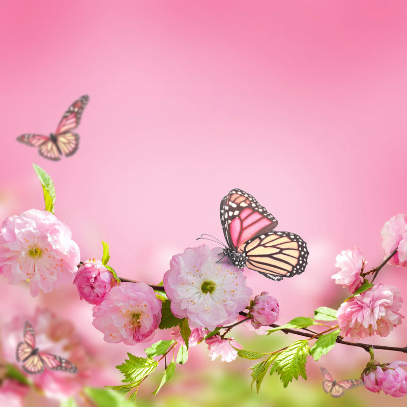 粉红色的樱花和蝴蝶；