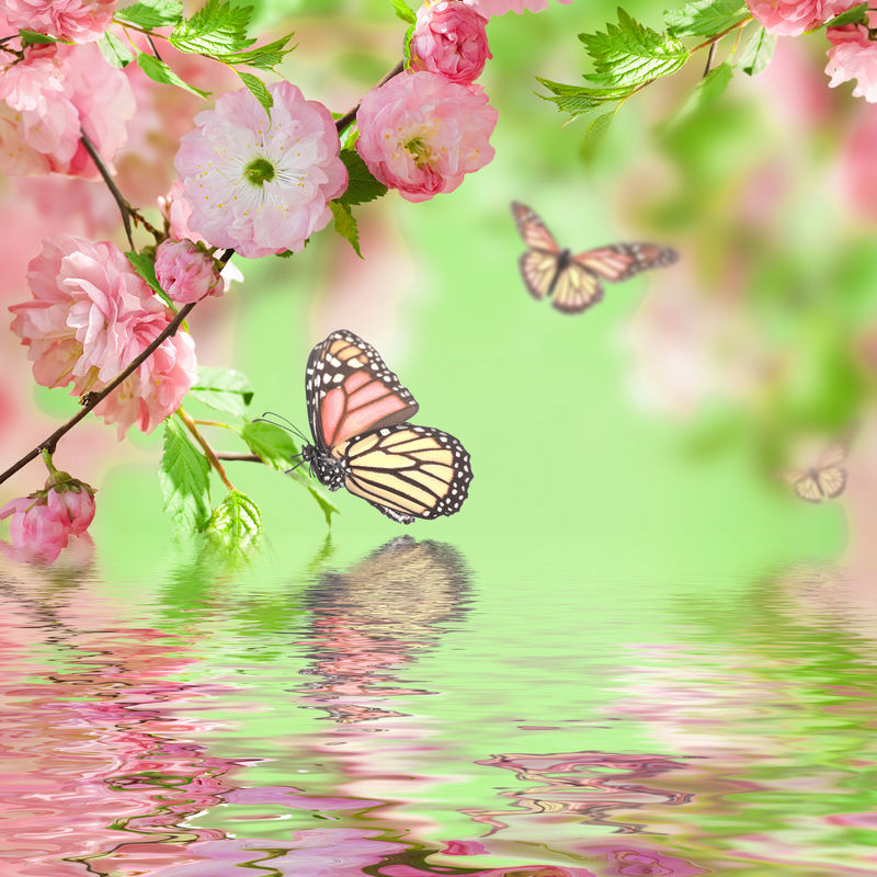 粉红的樱花和蝴蝶
