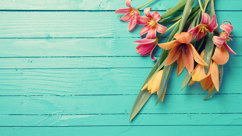新鲜的春天红色郁金香花在绿松石漆的木板上-选择性聚焦-放置文本-彩色图像