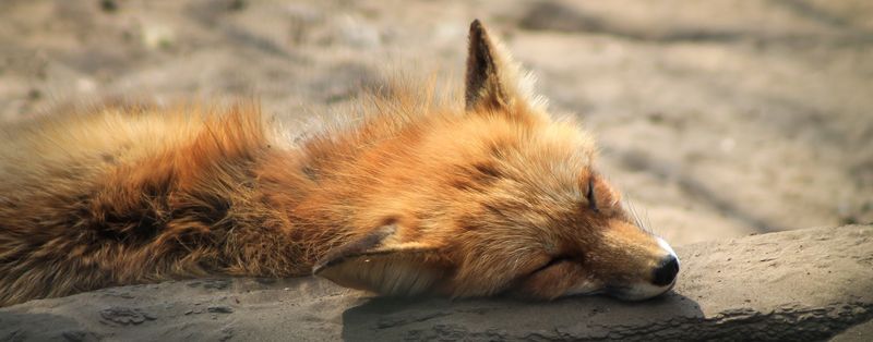 野生狐狸